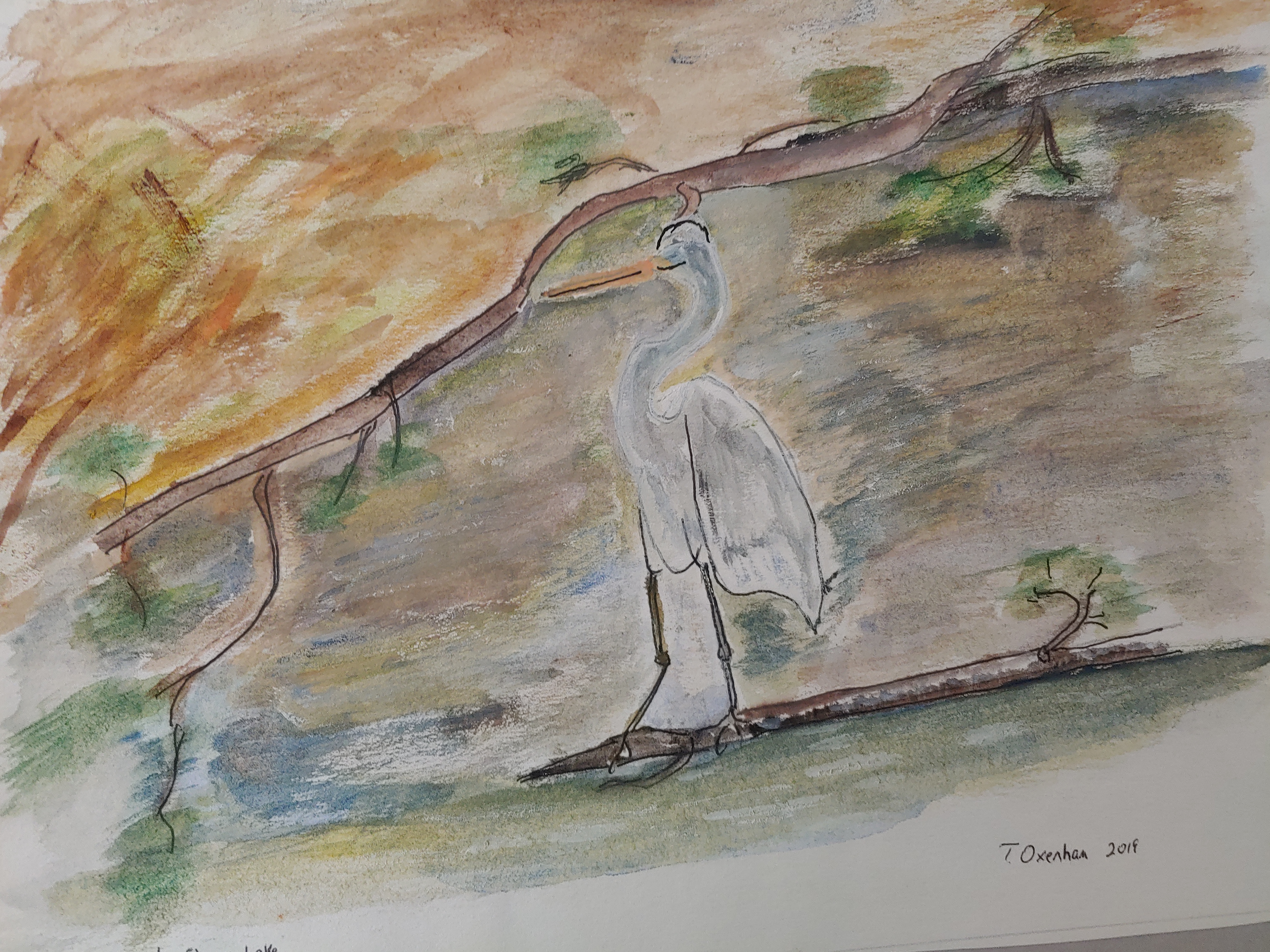Egret at Stumpy Lake, Virginia Beach, VA